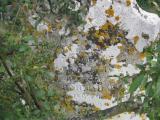 image of grave number 276587